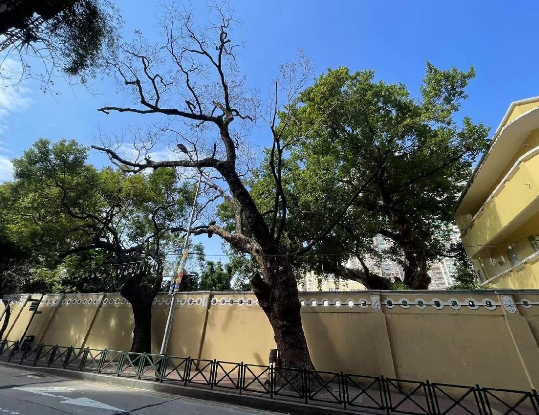 市政署持續監察肥利喇亞美打大馬路瀕危古樹 市政署持續監察肥利喇亞美打大馬路瀕危古樹