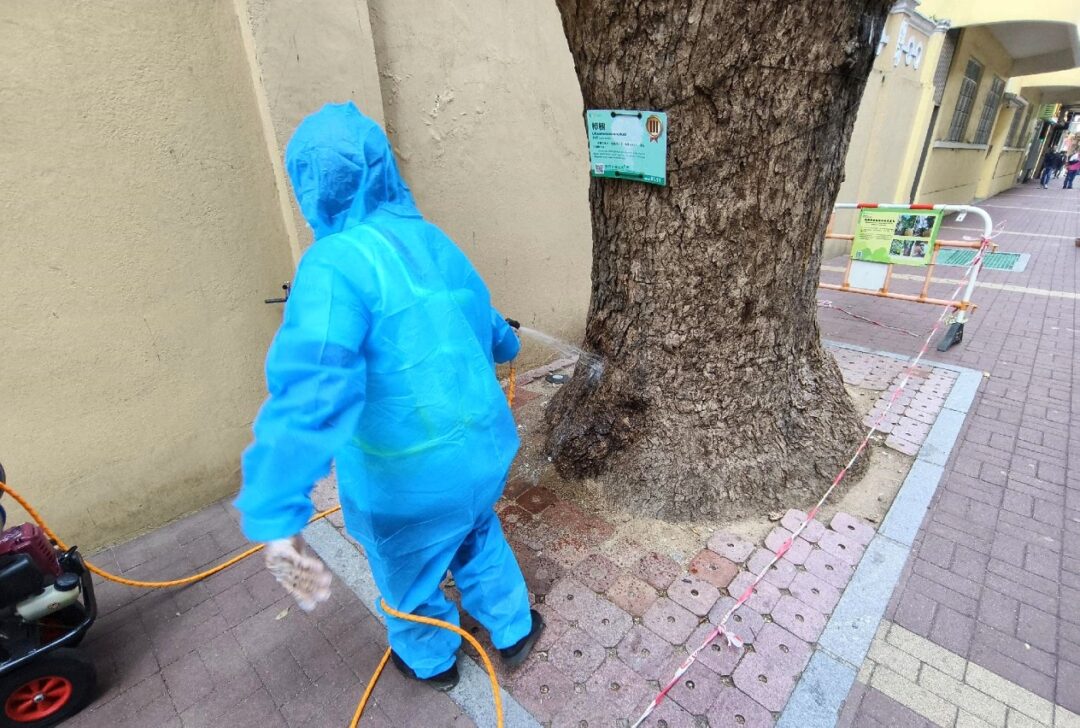 市政署早前對該株古樹進行施藥救治 市政署早前對該株古樹進行施藥救治