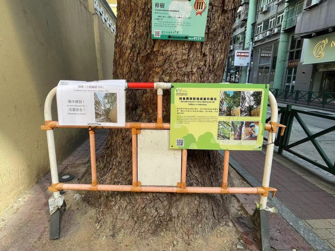 樹木旁張貼告示，請巿民留意