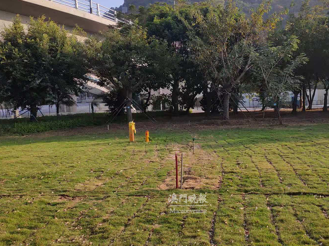 現時路環電廠圓形地植栽單一 現時路環電廠圓形地植栽單一