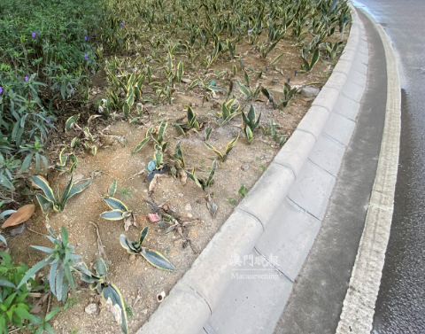 現時路環電廠圓形地部份植物生長不良 現時路環電廠圓形地部份植物生長不良