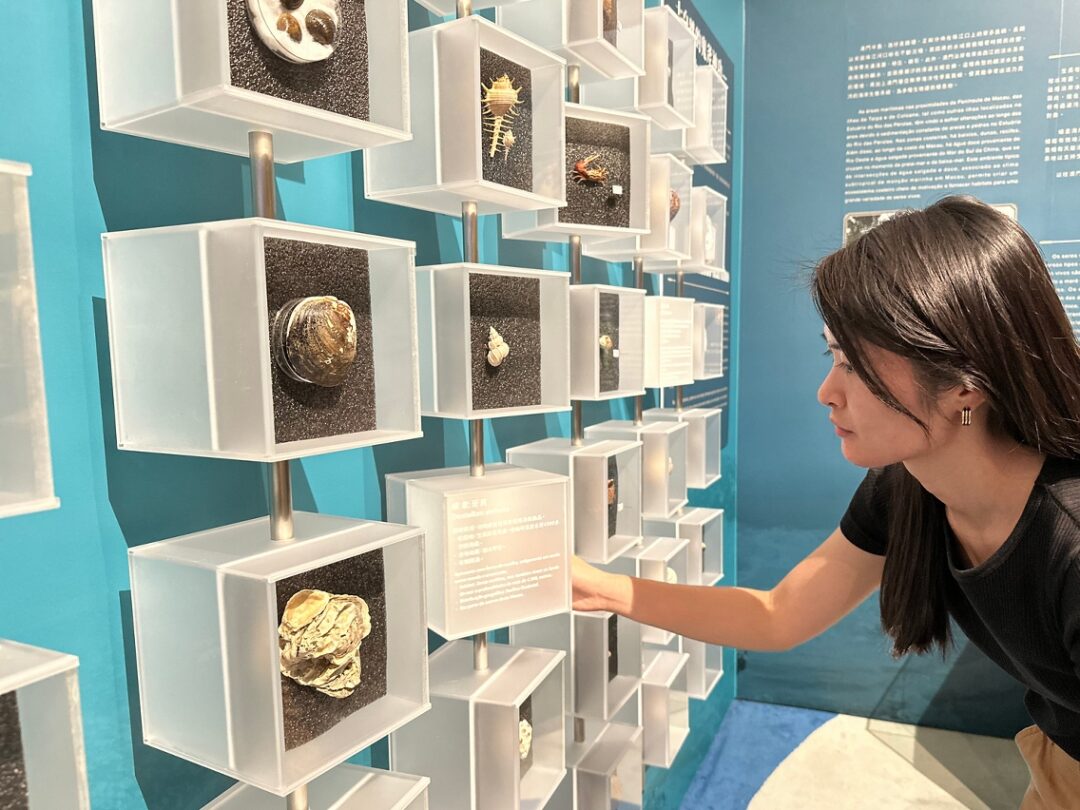 旋转标本墙展示本澳河岸动植物标本 旋转标本墙展示本澳河岸动植物标本